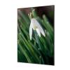 Decoración Textil de Pared SET Flor Campanilla Invierno Blanca - 2