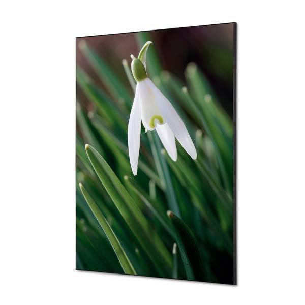 Decoración Textil de Pared SET A1 Flor Campanilla Invierno Blanca