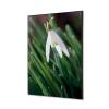 Decoración Textil de Pared SET A2 Flor Campanilla Invierno Blanca - 1