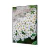 Decoración Textil de Pared SET Flor Blanca Spirea - 1